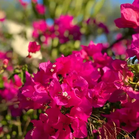Willa Nautique - Waterfront Sivota